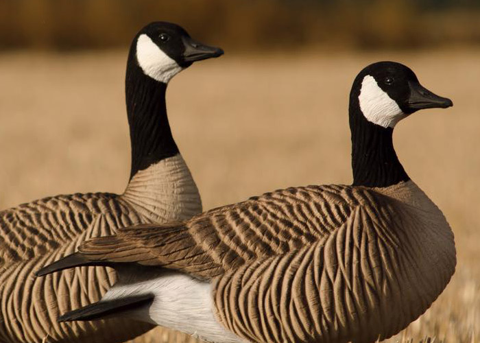 lesser2 - Mallard 6 Pack