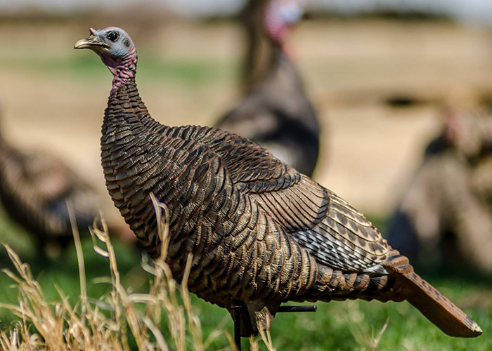 deception turkey decoys miss priss