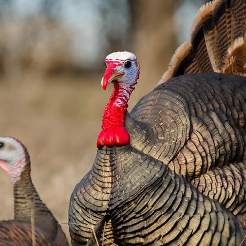 Strutting Tom - Deception Decoy Co.