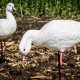 deceoption decoys rose goose 2018 3 of 5 2 1 80x80 - Sandhill Crane Stakes-3 pack