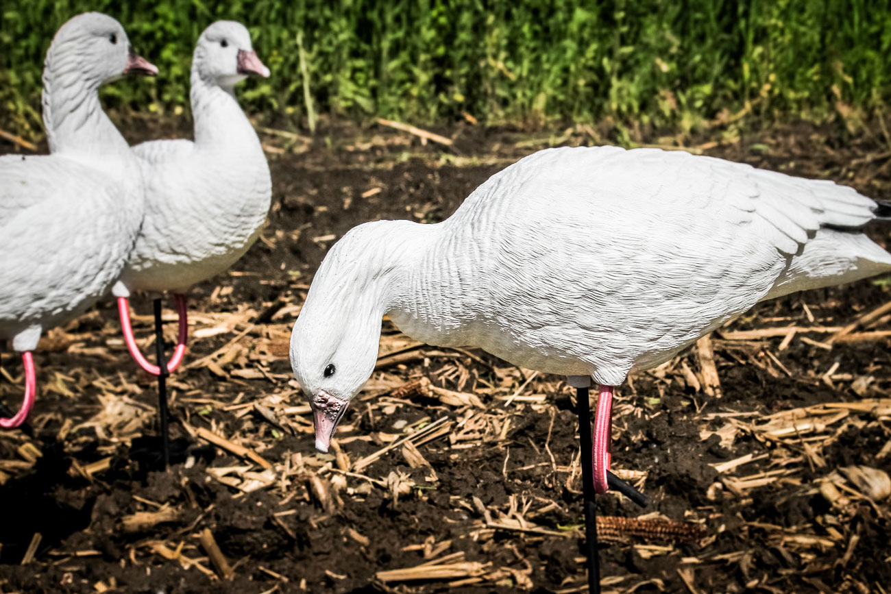 deceoption decoys rose goose 2018 3 of 5 2 1 - Big Jake