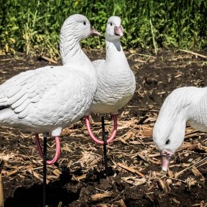 ross goose decoy 1 - deception decoys