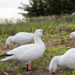 rossgoose 11 150x150 - Sandhill Crane Stakes-3 pack