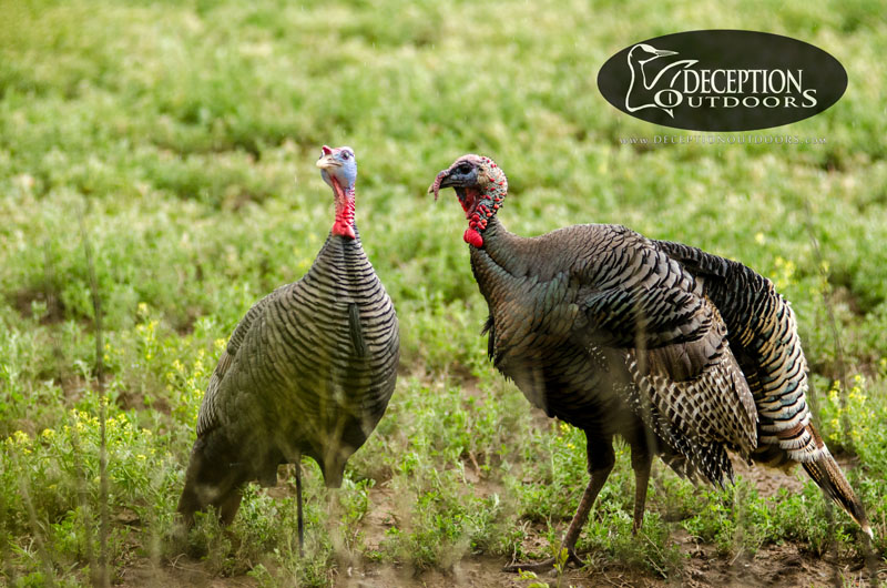 DSC1417 - Strutting Tom